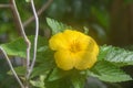 Ramgoat dashalon Turnera ulmifolia yellow flower Royalty Free Stock Photo